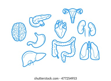 Clean and sharp outline icons about Human Anatomy
