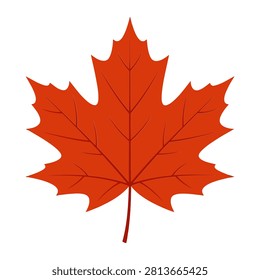 A clean and simple illustration of a vibrant red maple leaf isolated on a solid white background. This iconic autumn symbol features delicate veins and is perfect for various fall themed graphic designs.