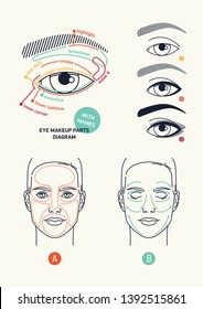 Clean stylish linear vector eye makeup themed diagrams and cosmetics application including facial skin areas and skincare product application scheme with arrows and eye parts diagram with names