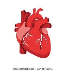 Um vetor limpo e estilizado ilustração de um coração anatômico humano, simbolizando a vida, a saúde e o sistema cardiovascular. Perfeito para conteúdo médico, educação em biologia.