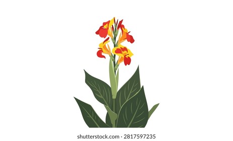 A clean vector illustration of a Canna lily plant featuring bright red and yellow blossoms. The plant is shown with its characteristic large green leaves and a central stem against a plain white background. The artwork captures the tropical and exotic feel of the flower with bold colors and stylized details.