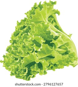 Clean Vector Illustration of Fresh Lettuce