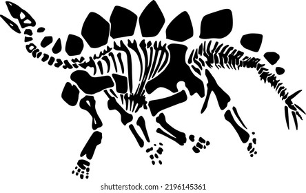 Clean Vector Stegosaurus Fossil Skeleton