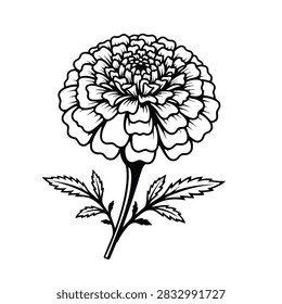 A clean vector style line drawing of a marigold flower with detailed petals and leaves on a plain background