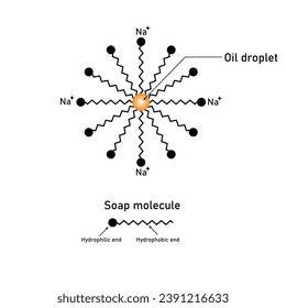 Reinigungswirkung von Seifendiagrammen. Seifenmolekül und Öltröpfchen. Wissenschaftliche Ressourcen für Lehrer und Studenten. Vektorgrafik.