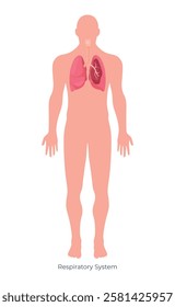 A clear anatomical depiction of the human respiratory system, showcasing the lungs, airways, and overall structure in a simplified manner.