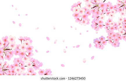 clear cherry blossoms are blooming on the right and left