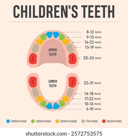 A clear infographic showing the development of children's teeth, including the upper and lower teeth, indicating the types of teeth and the age periods of their growth.