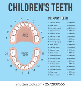 A clear infographic showing the development of children's teeth, including the upper and lower teeth, indicating the types of teeth and the age periods of their growth.