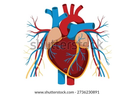 A clear and informative illustration of the human heart, complete with its major arterial and venous pathways visible.