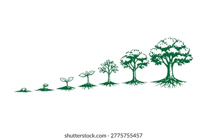 A clear and simple illustration showing the life stages of a tree growing from a tiny seedling into a large, mature tree with detailed roots and leaves.