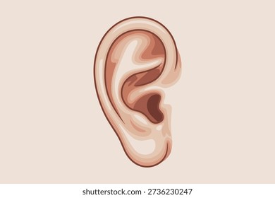 A clear, vector illustration of a human ear, highlighting its complex anatomical structure with clean lines and subtle shading.
