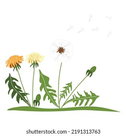 A clearing with beautiful dandelions on a white background. Cute summer wildflowers. Vector illustration in hand-drawn style