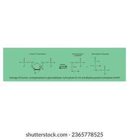 Cleavage of fructose-1,6-bisphosphate to glyceraldehyde-3-phosphate (G-3-P) and dihydroxyacetone phosphate (DHAP) molecular skeletal formula diagram on on green background.