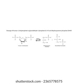 Cleavage of fructose-1,6-bisphosphate to glyceraldehyde-3-phosphate (G-3-P) and dihydroxyacetone phosphate (DHAP) molecular skeletal formula diagram on on white background.