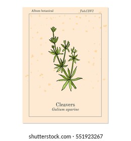 Cleavers (Galium aparine), or goosegrass, catchweed, stickyweed, medicinal herb. Hand drawn botanical vector illustration