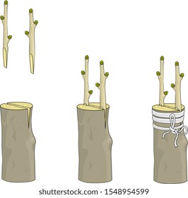 The cleft grafting process of plants