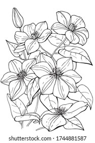 Clematis botanical illustration in vector