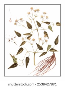 Clematis chinensis Osbeck, hand-painted floral and botanical painting, hand-painted herbal painting, natural herbs.