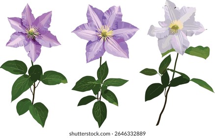 Clematis florida plant, passion flower clematis, Asian virginsbower tree, vector illustration, garden flora, exotic flower, cutout, floral species, tropical garden, isolated,