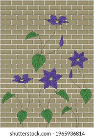 Clematis flower at brick wall