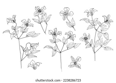 Clematis flower Fine drawing flowers line black on a white background.