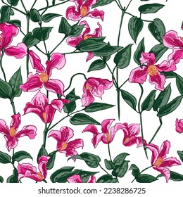 Clematis flower Fine drawing flowers line color pink on a white background.