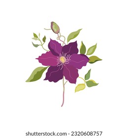 Clematis flower. Liana plant, garden flower. Vector image isolated on white background.