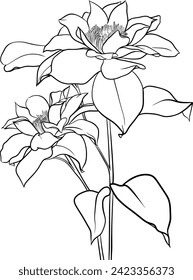 clematis flower outlune illustration for coloring page