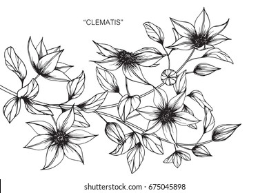 Clematis flowers drawing and sketch with line-art on white backgrounds.