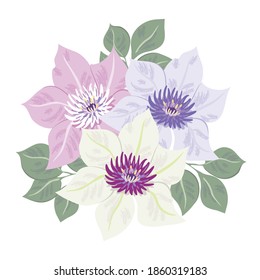 Clematis, flores, imágenes primaverales, ilustraciones vectoriales