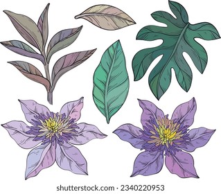 Clematis Flowers and tropical leaves. Design elements for Wallpaper, Print, Fabric, Textile. Summer Blooming Purple Flowers and Leaves. Vector illustration