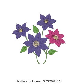 Clematis Flowers Vector Illustration Isolated on White Background