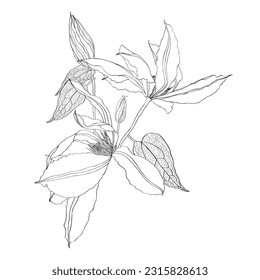 Clematis line blooming flowers composition isolated on white background. Realistic botanical drawing of gorgeous blossoming plant set. Hand drawn illustration in beautiful antique style.