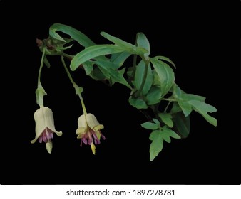 Clematis Napaulensis Leather Plant Vine Leaves And Flowers On A Black Background