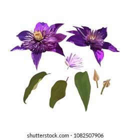 Clematis purple flowers and leaves. Vector Set vector with isolated colorful plants.