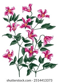 Clematis Boceto de flores. Dibujo de líneas de Vector de flores. Dibujado por una línea negra