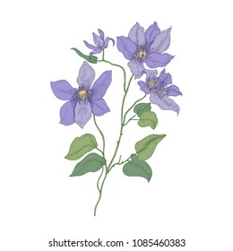 Clematis or Traveller's joy purple blooming flowers isolated on white background. Realistic botanical drawing of gorgeous blossoming plant. Hand drawn vector illustration in beautiful antique style.