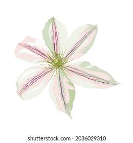 Clematis or Traveller's joy white blooming flowers isolated on white background. Realistic botanical gorgeous blossoming plant. 