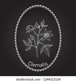 Clematis vitalba, or old man beard, or traveller joy, medicinal plant. Hand drawn botanical vector illustration