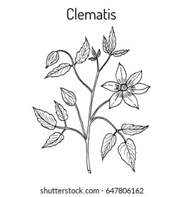 Clematis vitalba, or old man beard, or traveller joy, medicinal plant. Hand drawn botanical vector illustration