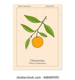 Clementine (Citrus Clementina), Citrus Fruit. Hand Drawn Botanical Vector Illustration