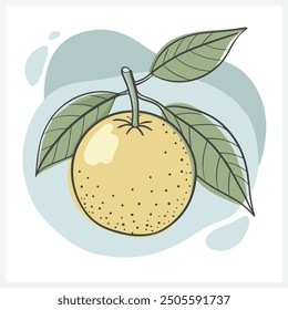 Clementine Fruit Vector, Vibrant Citrus Illustration