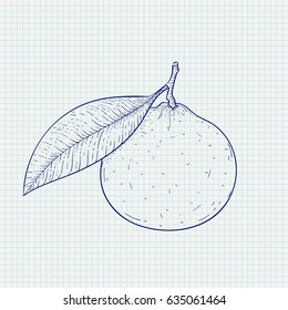 Clementine. Hand drawn sketch on notebook sheet background. Vector illustration
