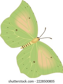 Cleopatra Butterfly in Flight Vector Illustration