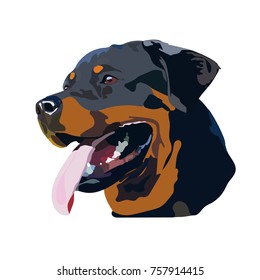 Clever dog Rottweiler