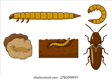 Click beetle life cycle showing wireworm larva, pupa and adult beetle with soil habitat illustration, complete metamorphosis educational vector diagram on white background.