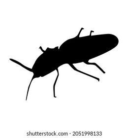 Click Beetle Silhouette, Elateridae, Animal Vector Illustration