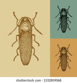 Click beetle vector. Vintage illustration drawing. Applied in colored backgrounds.