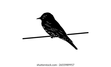 Cliff Flycatcher bird, black isolated silhouette 